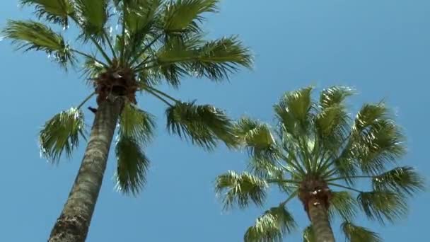 Kron ve palmiye ağaçlarının gökyüzüne karşı. — Stok video