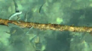 Alçaltılmış ip çevresinde küçük balık sürüsü.