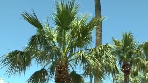 Crowns of palm trees against the sky. — Stock Video