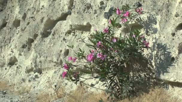 Bir dağ yamacı arka plan üzerinde çiçek açan zakkum bush. — Stok video