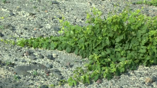 Vines on a background of poor volcanic soil. — Stock Video