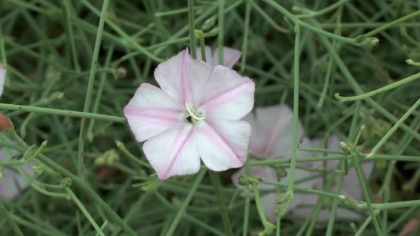 Bloeiende plant van bindweed. — Stockvideo