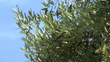 Meyve yumurtalık ile zeytin ağacının dalını.