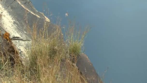 Steen en gras op de achtergrond van het zee-oppervlak. — Stockvideo