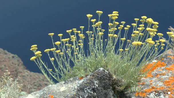 Grupp av gula blommor i bakgrunden av havsytan. — Stockvideo