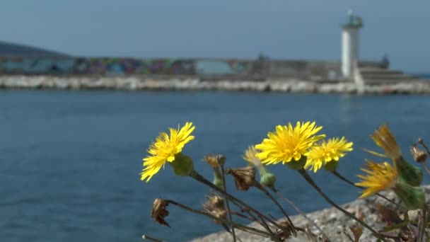 Flores amarelas crescendo no porto quebra-mar  . — Vídeo de Stock