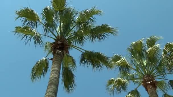 Crowns of palm trees against the sky. — Stock Video