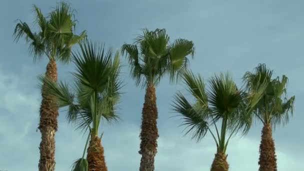 Crowns of palm trees against the sky. — Stock Video