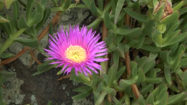 開花多肉植物 Carpobrotus. — ストック動画