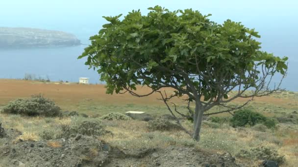 Seascape med ett fikonträd. — Stockvideo