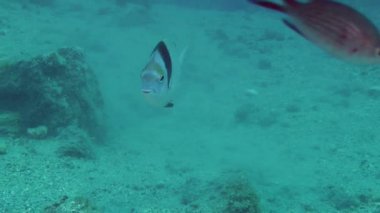 Yaygın iki şeritli çipura (Diplodus vulgaris).