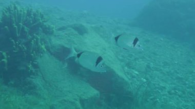 Deniz balıkları ortak iki bantlı çipura (Diplodus vulgaris) yavaş yavaş yüzüyor, sonra çerçeve bırakır.