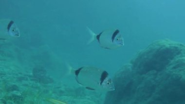 Deniz balıkları ortak iki bantlı çipura (Diplodus vulgaris) yavaş yavaş yüzüyor, sonra çerçeve bırakır.