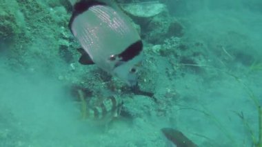 Deniz balıkları ortak iki bantlı çipura (Diplodus vulgaris) yavaş yavaş yüzüyor, sonra çerçeve bırakır.