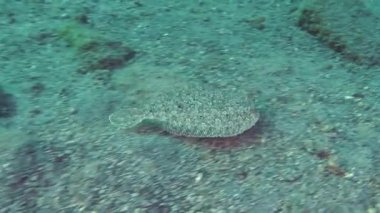 Geniş gözlü pisi balığı (Bothus podas).