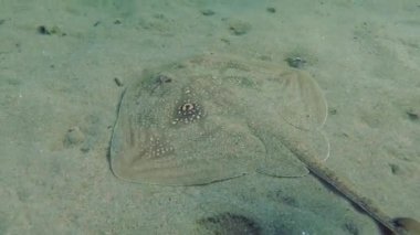 Twineye Skate (Raja miraletus).