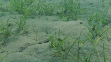 Deniz balıkları Skate (Raja sp.).