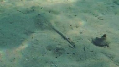 Thornback ray (Raja clavata).