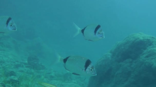 Marina fiskar vanliga två-banded havsruda (Diplodus vulgaris) simmar långsamt, sedan lämnar ramen. — Stockvideo