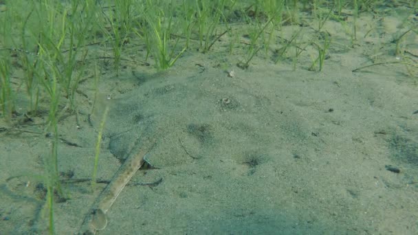 Raie borgne (Raja miraletus ).