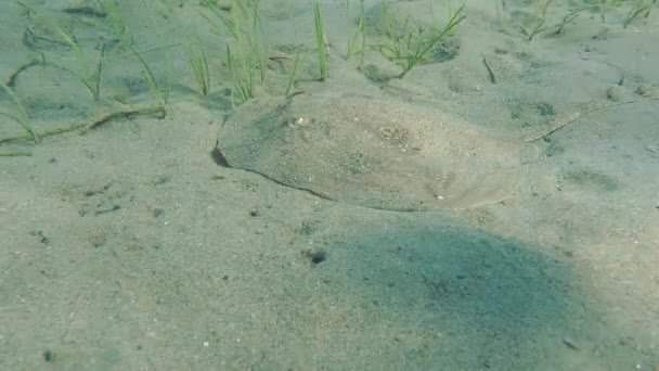 Twineye Skate (Raja miraletus). — Video Stock