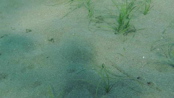 Raie de poissons marins (Raja sp. .).