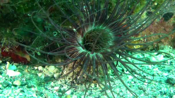 Trubice barevné sasanky (Cerianthus membranaceus). — Stock video