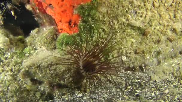 Gekleurde buis anemone (Cerianthus membranaceus). — Stockvideo