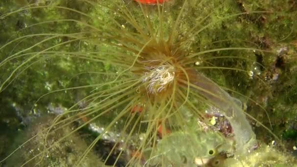 Kolorowe rurki anemone (Cerianthus membranaceus). — Wideo stockowe