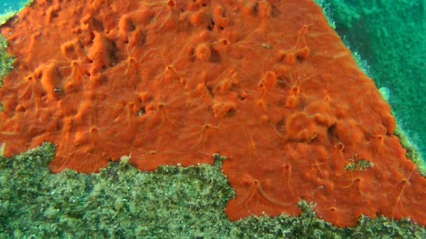 Oranje spons (Spirastrella cunctatrix). — Stockvideo