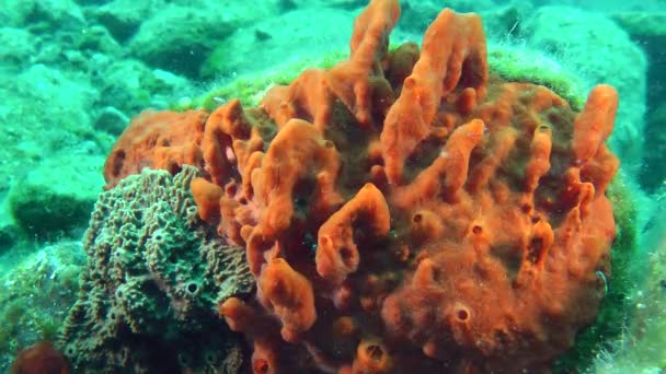 Orange sponge (Spirastrella cunctatrix). — Stock Video