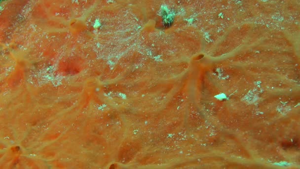 Orange sponge (Spirastrella cunctatrix). — Stock Video