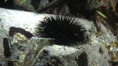 Bir kayanın üzerinde siyah deniz kestanesi (Arbacia lixula).