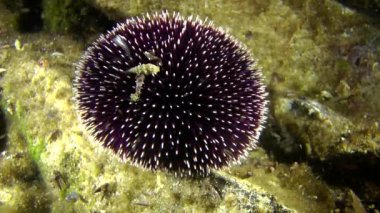 Bir kayanın üzerinde mor deniz kestanesi (Sphaerechinus granularis).