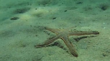 İnce Deniz yıldızı (Astropecten spinulosus).