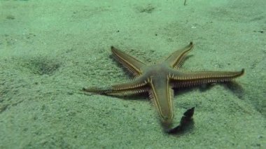 İnce Deniz yıldızı (Astropecten spinulosus).