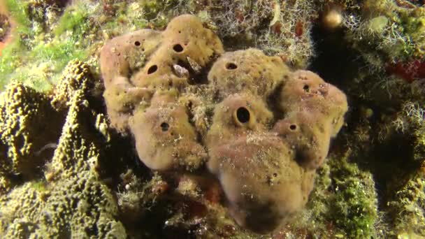 Éponge de mer sur le rocher . — Video