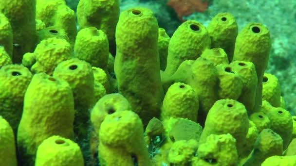 Yellow tube sponge ( Aplysina aerophoba). — Stock Video