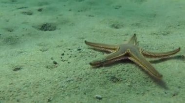 İnce Deniz yıldızı (Astropecten spinulosus).