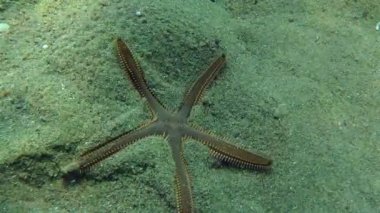 İnce Deniz yıldızı (Astropecten spinulosus).