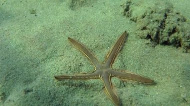 İnce Deniz yıldızı (Astropecten spinulosus).