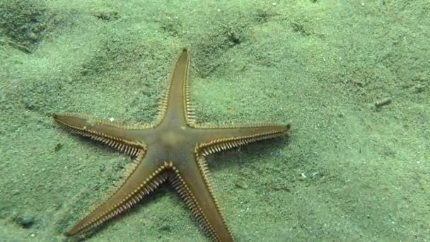 Karcsú tengeri csillag (Astropecten-spinulosus). — Stock videók