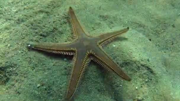 İnce Deniz yıldızı (Astropecten spinulosus). — Stok video