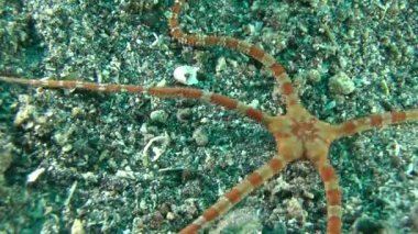 Yumuşak şekeri Star (Ophioderma longicauda).