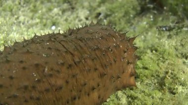 Deniz hıyarları pamuk-spinner .