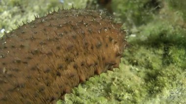 Deniz hıyarları pamuk-spinner .