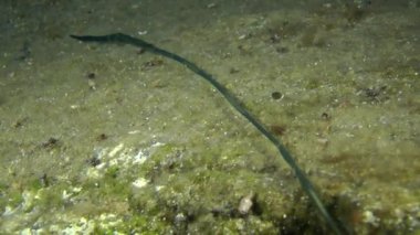 Yeşil spoonworm (Bonellia viridis).