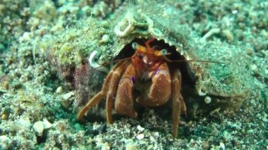 Yalnızcıl Yengeç (Pagurus sp.).