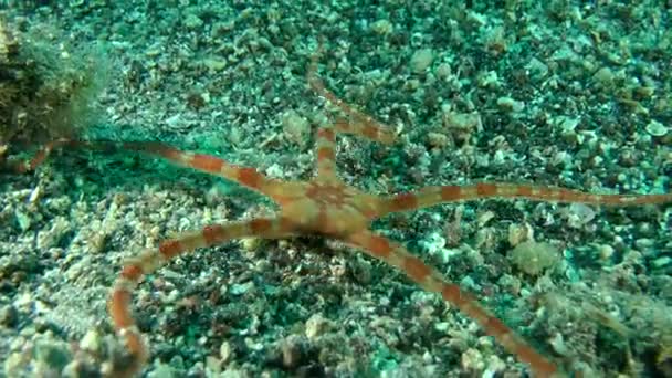 Gładkie Brittle Star (Ophioderma longicauda). — Wideo stockowe