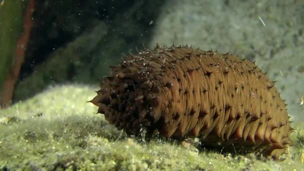 Concombres de mer fileuse de coton  . — Video